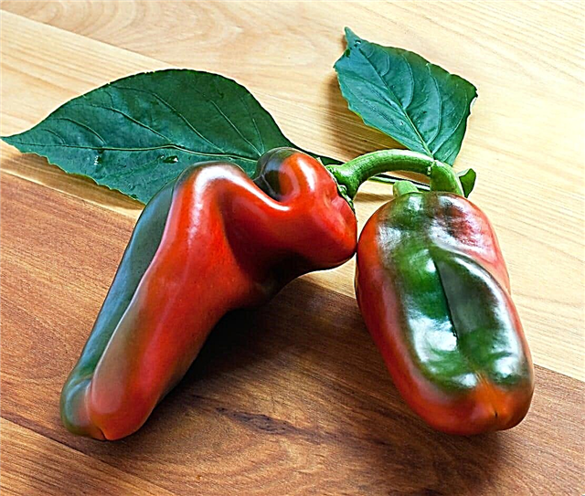 Italian Peppers For Frying: Tips Untuk Menumbuhkan Italian Frying Peppers