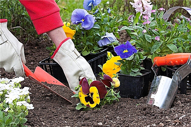Plantando Pansies Fora: Quando é Pansy Plantando Tempo No Jardim