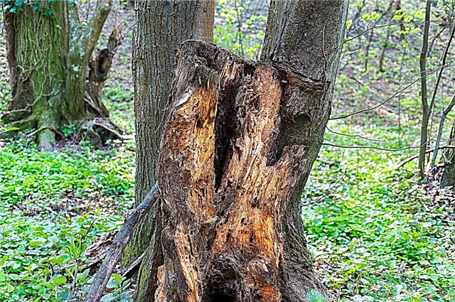 Warum verrottet mein Baum: Informationen über Holzverfallspilze in Bäumen