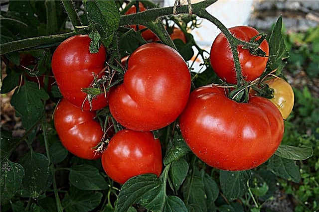 Starostlivosť o paradajky v ranom veku - Naučte sa pestovať paradajky v ranom veku