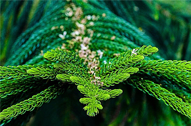 Απαιτήσεις νερού Norfolk Pine: Μάθετε πώς να ποτίζετε ένα δέντρο πεύκων Norfolk
