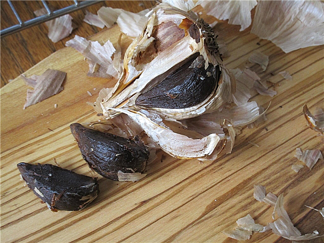Τι είναι το μαύρο σκόρδο: Μάθετε για τα οφέλη του μαύρου σκόρδου