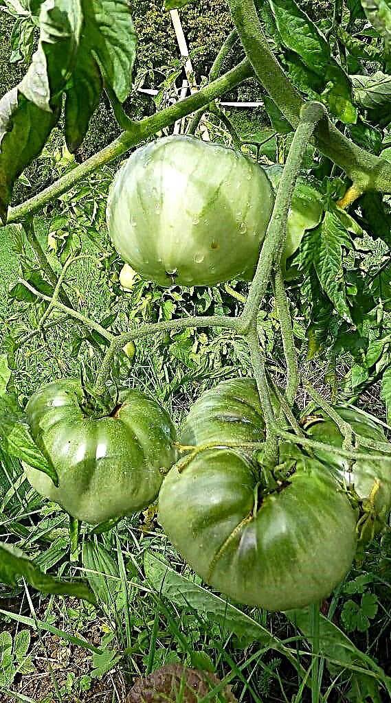 De tomaten van tante Ruby: Groeiende Duitse groene tomaten van tante Ruby in de tuin