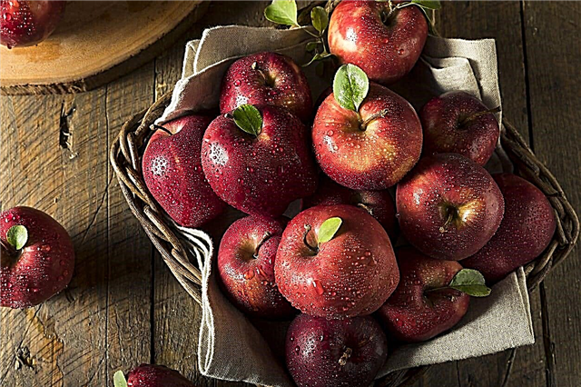 معلومات التفاح اللذيذة الحمراء: نصائح لزراعة التفاح اللذيذ الأحمر