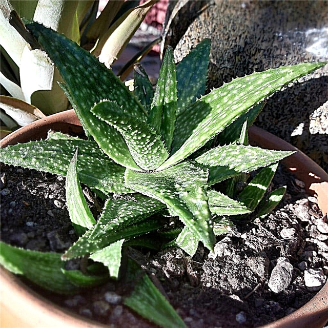 Грижи за растения Gasteraloe: Научете как да отглеждате растения Gasteraloe