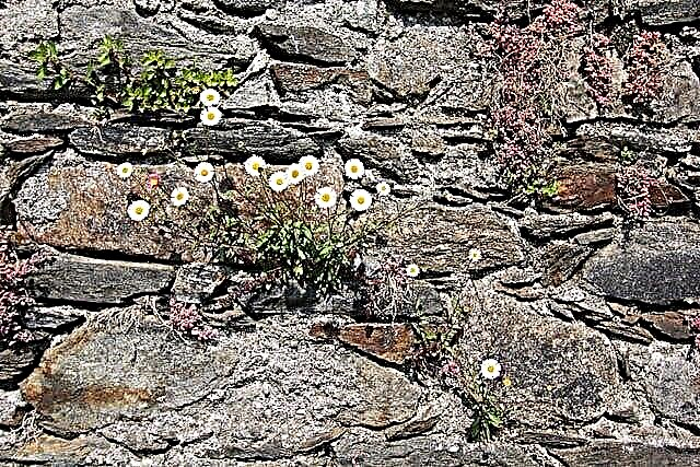 Hagearbeid i steinmurer - Ideer for å plante blomster i en vegg