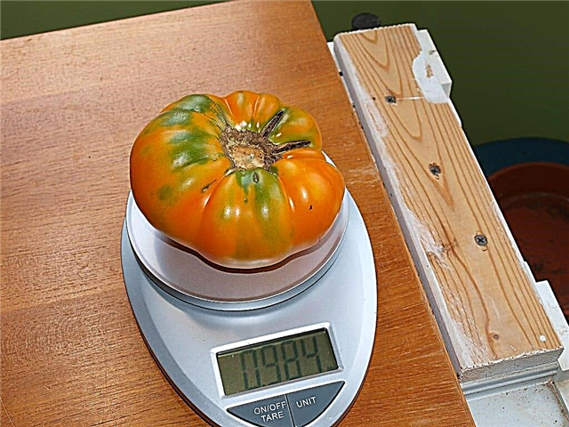 Penjagaan Tomato Sarapan Kellogg - Menanam Kilang Sarapan Kellogg