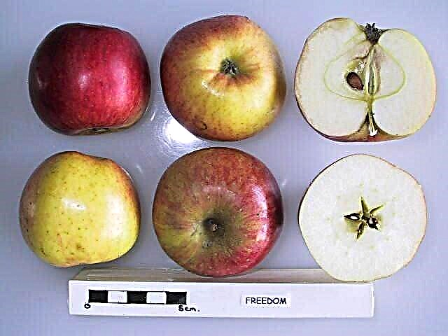 Vabadus õunapuu hooldus - kuidas kasvatada vabaduse õunapuu