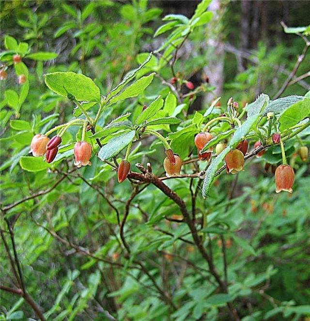Fool's Huckleberry Care: Naučite se, kako gojiti lažne rastline azaleje