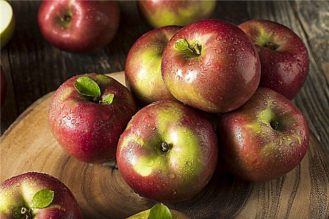 Información del manzano McIntosh: consejos para cultivar manzanas McIntosh