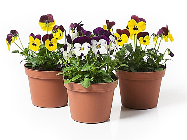 Keeping Poted Pansy Plants: Caring For Container Growed Pansies
