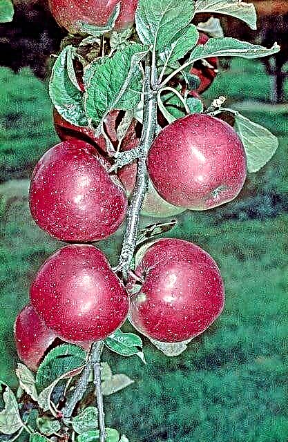 حقائق عن شجرة التفاح الجاسوس الشمالي: كيف تنمو شجرة التفاح الشمالية للتجسس
