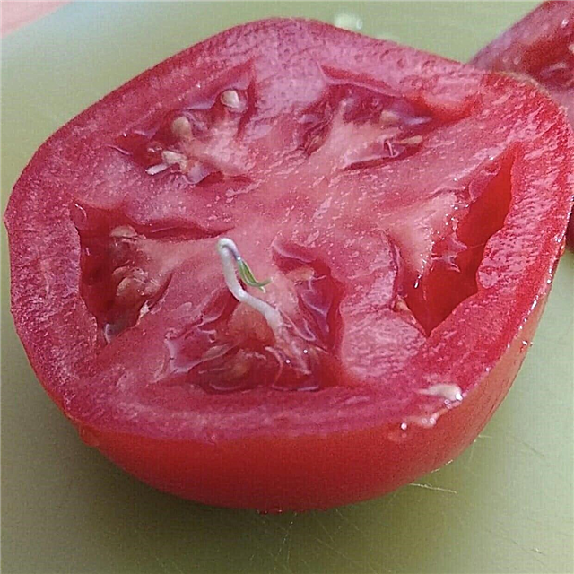 Tomate Vivipary: Aprenda sobre las semillas que germinan en un tomate