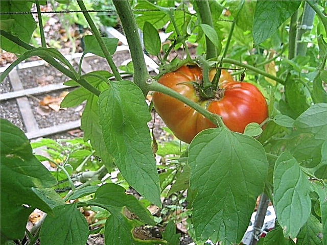 معلومات عن طماطم بيفماستر: كيف تنمو نباتات بيفماستر