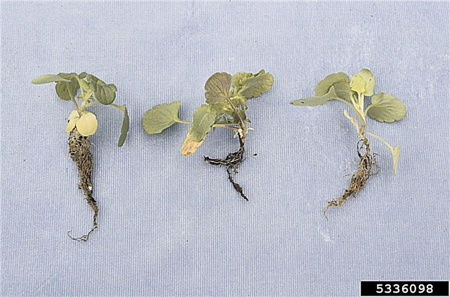 מחלות שכיחות של פרחי אמנון - כיצד לטפל בצמחי פנסיה חולים