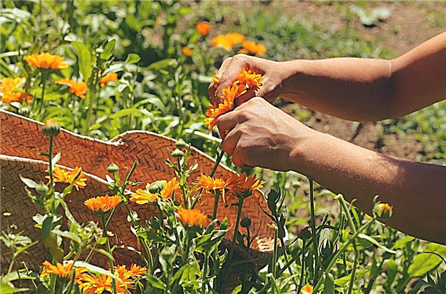 Calendula Deadheading Kılavuzu - Harcanan Calendula Çiçekleri Çıkarma