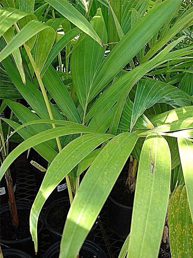 Vai jūs varat audzēt karalienes plaukstas podiņos: padomi potētas karalienes palmu kopšanai