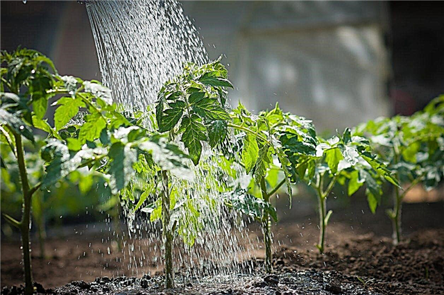Hitzewellen-Bewässerungshandbuch - Wie viel Wasser während Hitzewellen zu gießen ist