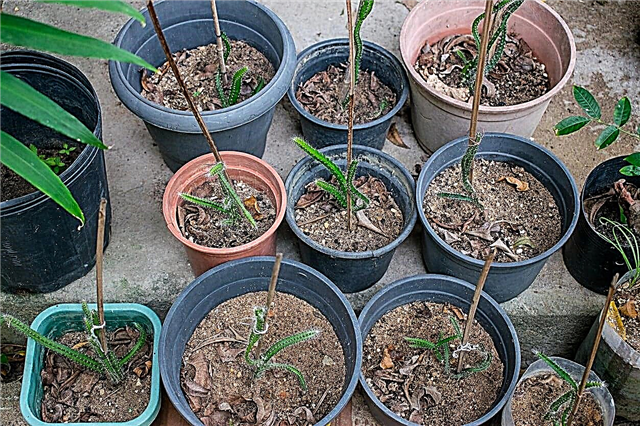 Pitaya växtförökning: Odling av en ny Dragon Fruit Plant