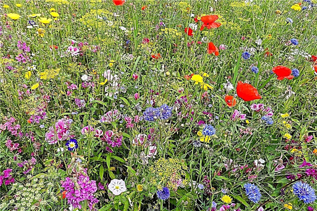 Studené Hardy Wildflowers: Výběr Wildflowers pro krajiny zóny 4