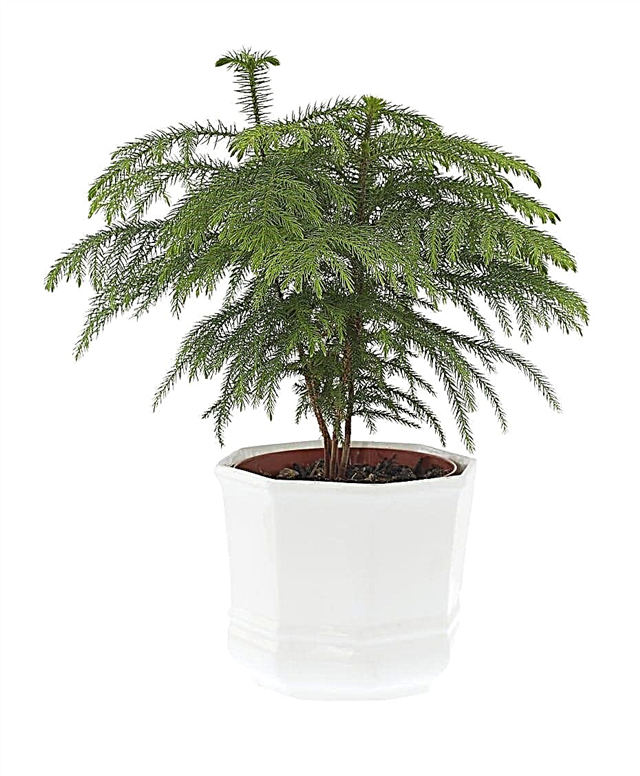 Propagating Norfolk Pines: How To Propagate Norfolk Pine Trees