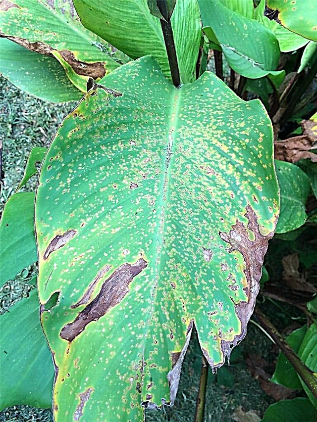 O que é Canna Rust: Aprenda a tratar a ferrugem nas folhas de Canna