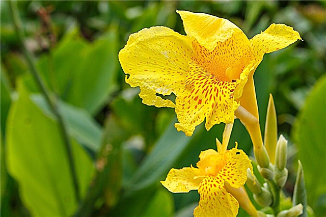 Canna Lily Gödsling - Tips för utfodring av en Canna Lily Plant