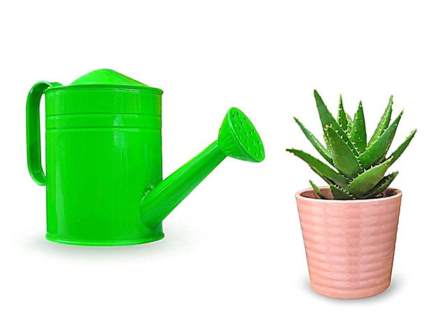 Aloe-Wasserbedarf - Eine Aloe-Vera-Pflanze richtig gießen
