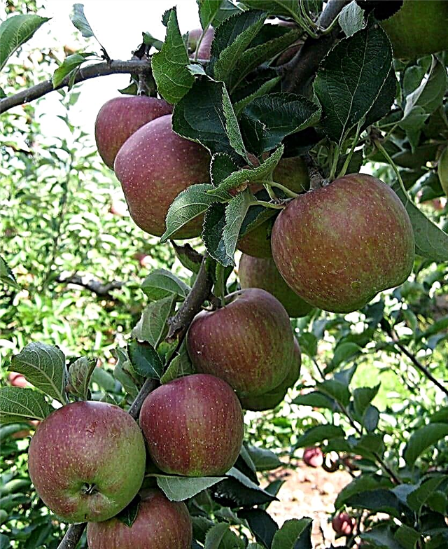 Por qué cultivar manzanas Cortland: usos y hechos de Cortland Apple