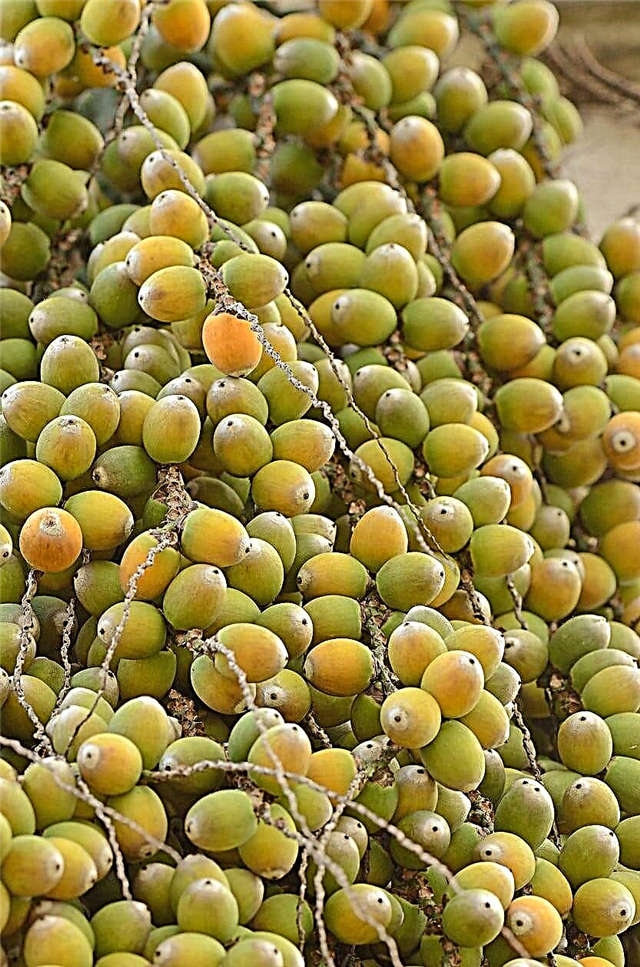 Jelly Palm Fruit Usos - é o fruto do Pindo Palm comestível