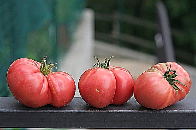 Kas ir brendija vīna tomāts - padomi rozā brendija vīna tomātu audzēšanai