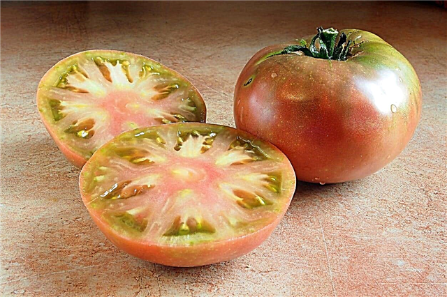 معلومات شيروكي الطماطم الأرجواني - كيف تنمو نبات شيروكي الطماطم الأرجواني
