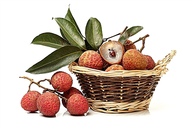 Hoe lychees te oogsten - tips voor het oogsten van lychee-fruit
