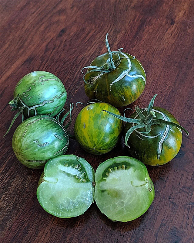 Faits sur la tomate verte moldave: Qu'est-ce qu'une tomate verte moldave