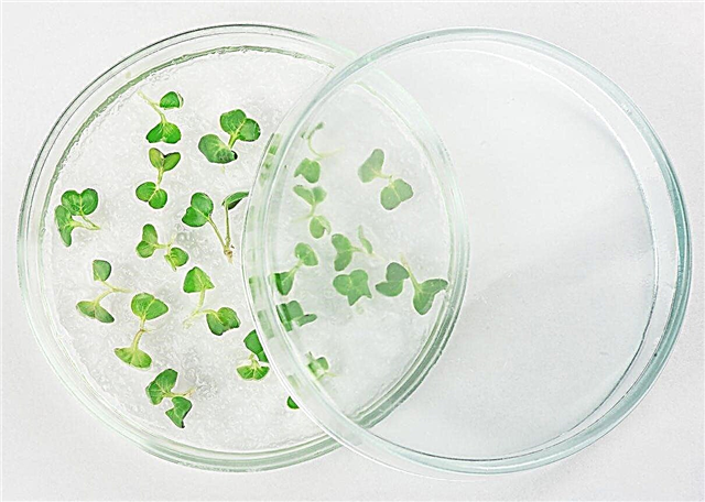 Che cos'è l'agar: usare l'agar come mezzo di coltura per le piante