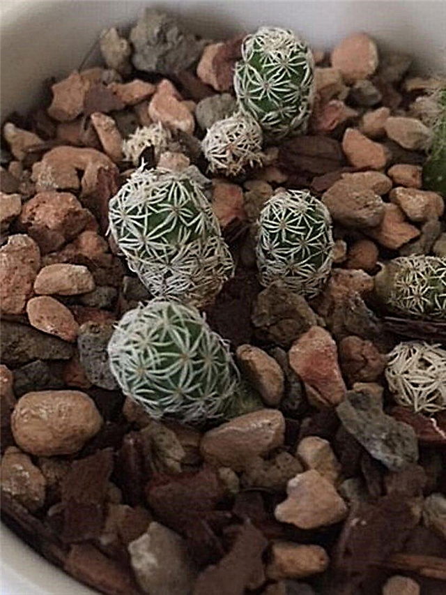 Cactus di ditale fatti: prendersi cura di una pianta di cactus ditale
