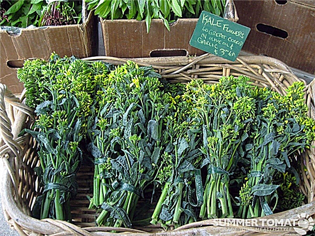 Kale Rabe Information: Wie man Napini Kale im Garten anbaut