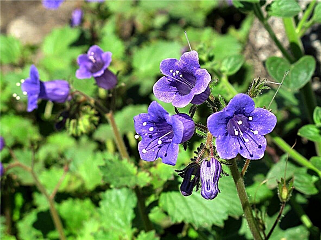 Desert Bluebell Care: consejos para cultivar flores de Desert Bluebell