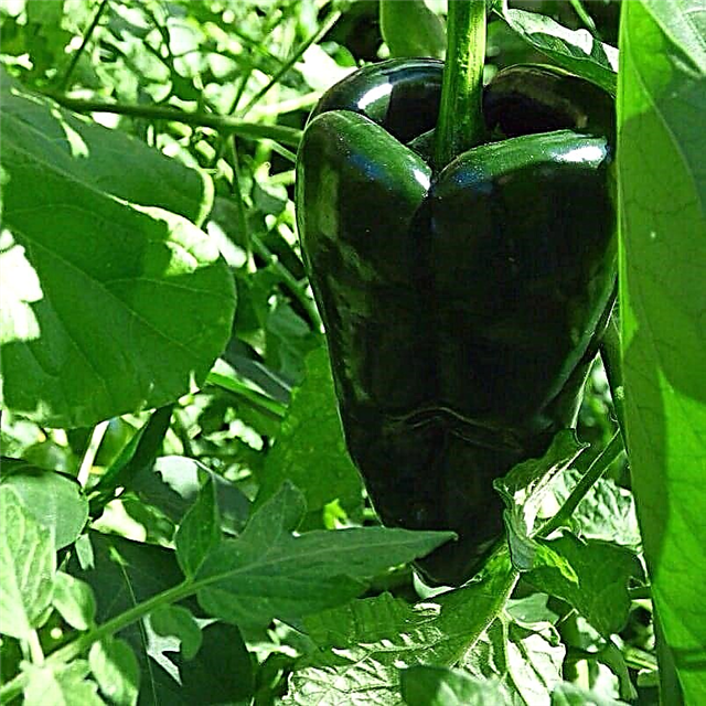 Hva er Poblano Peppers - Hvordan dyrke en Poblano Pepper Plant