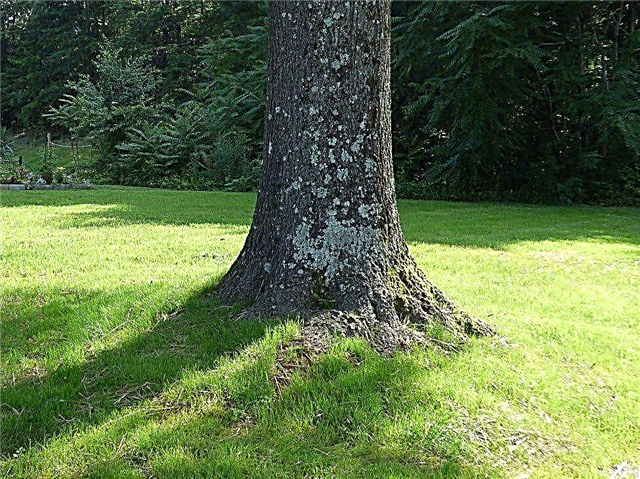 Che cos'è un bagliore di un albero: dovrei essere in grado di vedere le radici di un albero