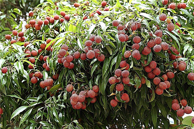 Diluição de frutas de lichia - Como diluir frutas de lichia