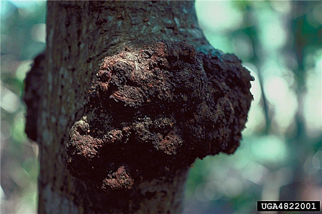 Cancro de eucalipto - Cómo tratar un árbol de eucalipto con cancro