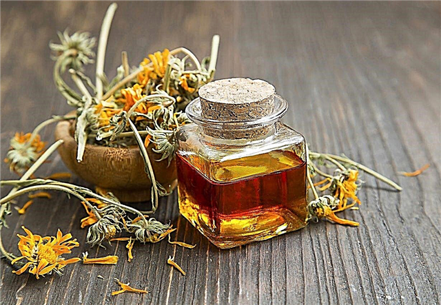 Usos del aceite de caléndula: aprenda a hacer aceite de caléndula