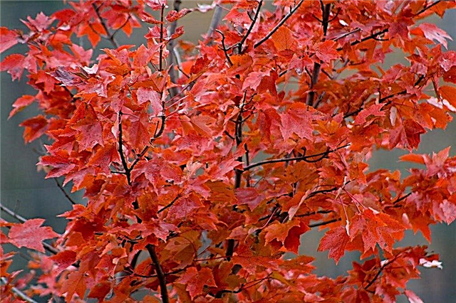 مجد أكتوبر القيقب الحمراء: كيف تنمو أشجار مجد أكتوبر