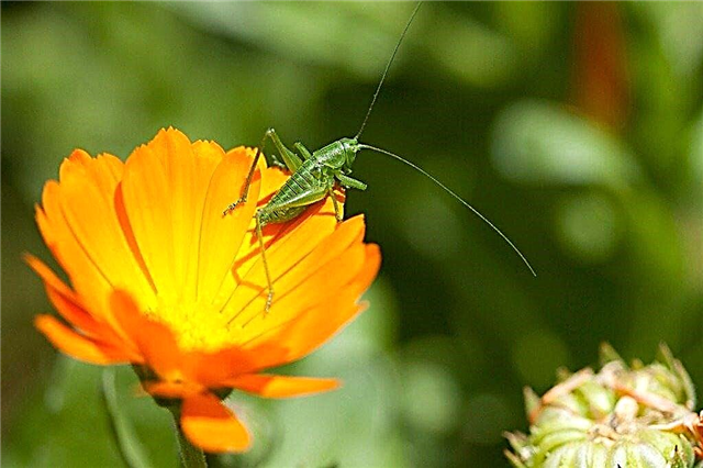 Bug che mangiano la calendula - La calendula attira i parassiti nel giardino