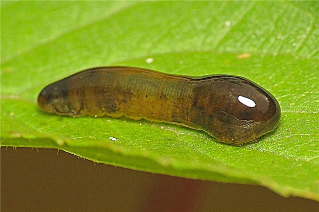 Pear Slug Hama - Cara Membunuh Pear Slug Di Kebun