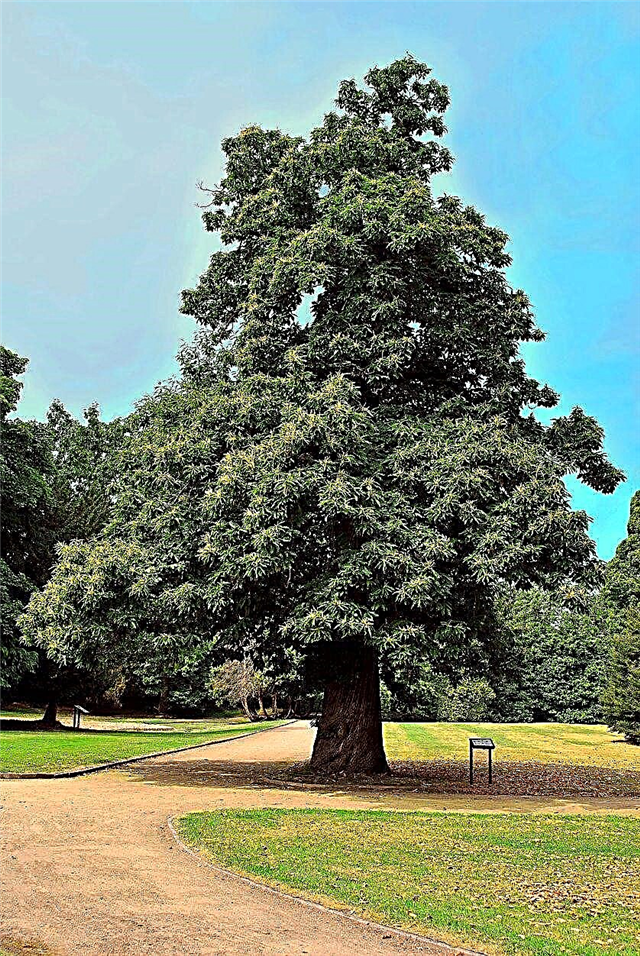Европска нега кестена: савети за узгој слатких дрвећа кестена