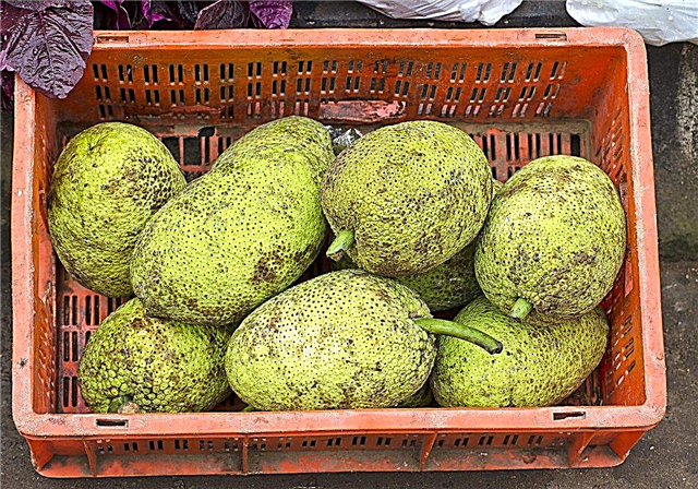 Breadfruit Harvest Time: Μάθετε πότε και πώς να συγκομίζετε Breadfruit