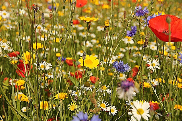 Beliebte Wildblumen der Zone 6: Pflanzen von Wildblumen in Gärten der Zone 6