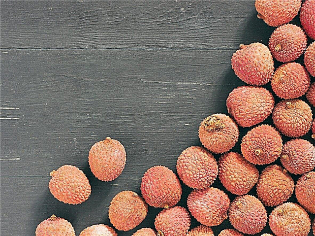 Cây vải thiều bị mất quả: Nguyên nhân khiến trái cây vải thiều rơi